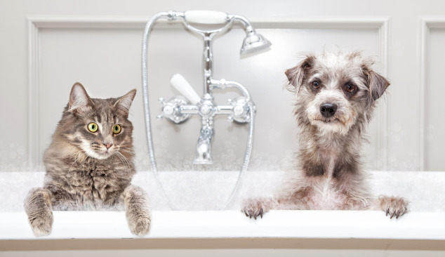 Scelta del miscelatore vasca-doccia - da dove iniziare?